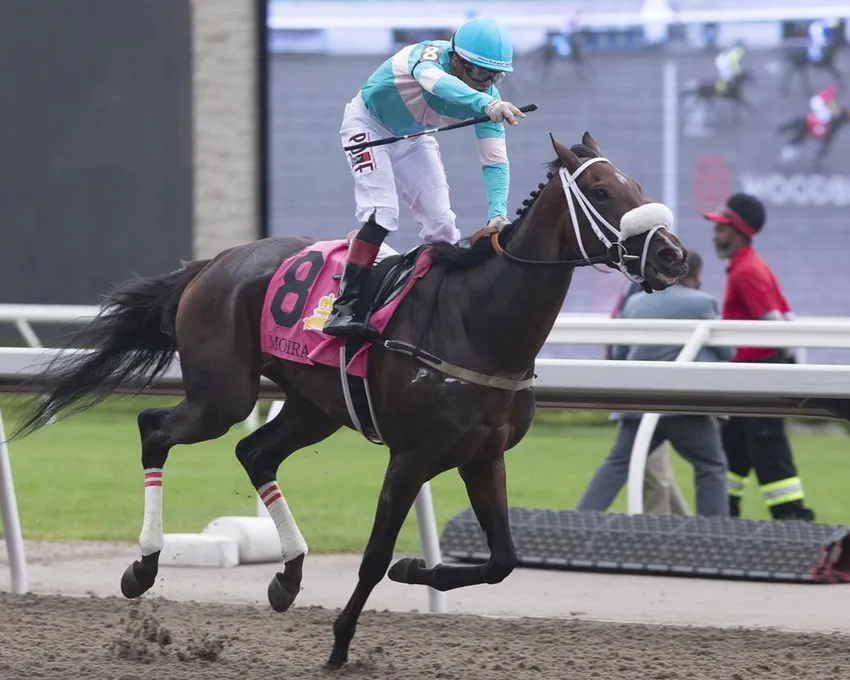 Le jockey Rafael Hernandez célèbre en faisant franchir à Moira la ligne d'arrivée pour remporter la 163e édition du Queen's Plate, doté d'un million de dollars, à Toronto, le dimanche 21 août 2022.&nbsp;Moira, championne du Queen's Plate, participera au E.P. Taylor Stakes, doté de 750 000 $, samedi à l'hippodrome de Woodbine.