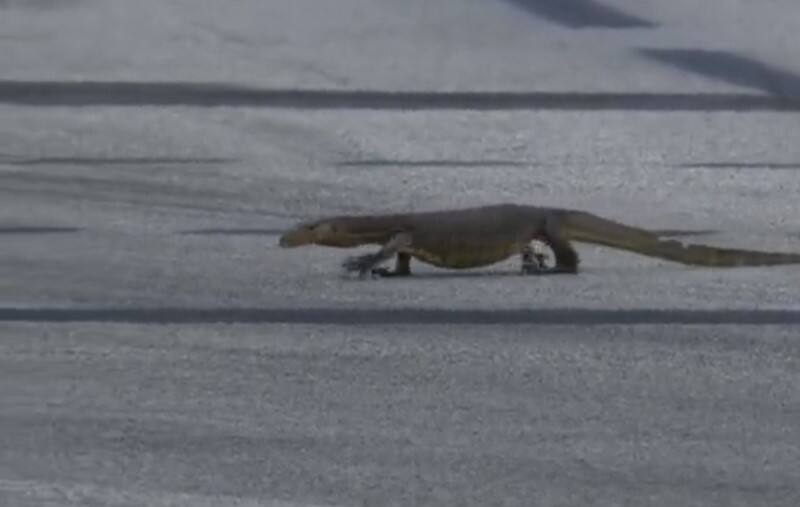 F1: les essais Ã  Singapour perturbÃ©s par… des lÃ©zards! – TVA Sports